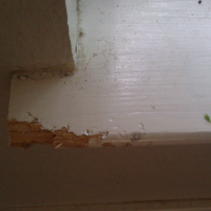 Chewed window seal 